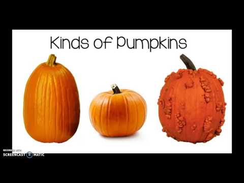 All About Pumpkins