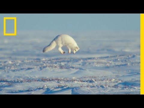 The Unsung Heroes of the Arctic - Ep. 3 | Wildlife: The Big Freeze