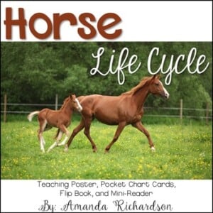 horse cycle for baby